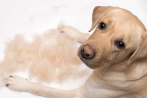 A house cleaner will make sure to clean all the places the hair and fur collect.
